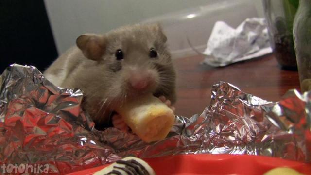 hamster eats halloween sweets, hueso de santo