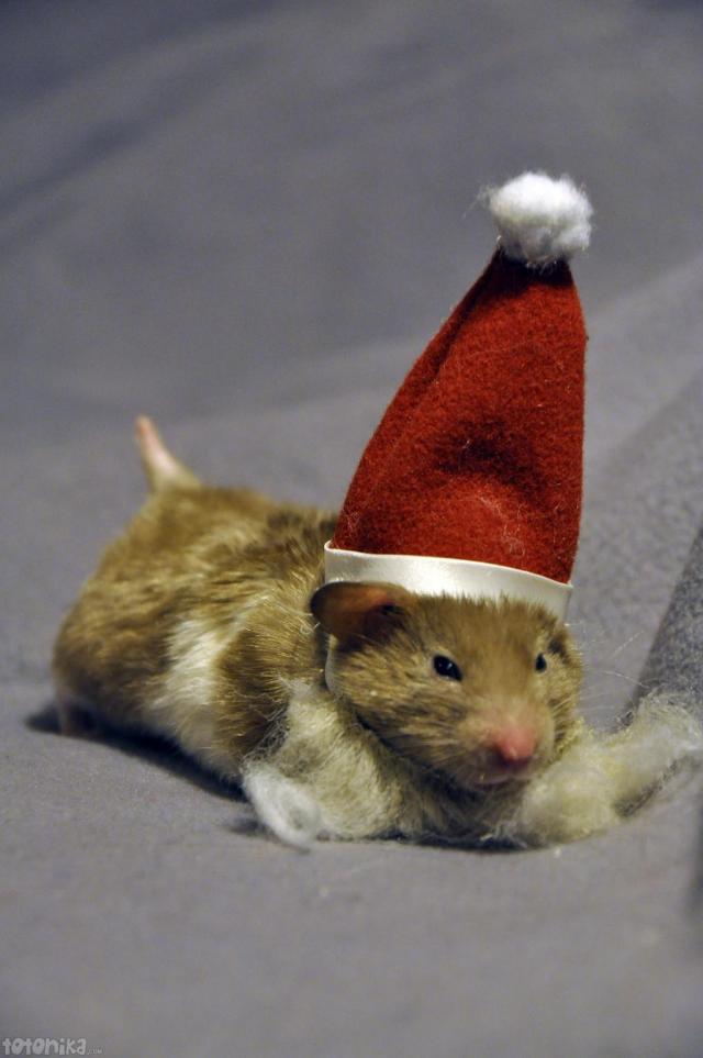 Hamster santa claus