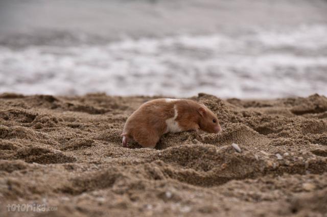 Hamster at the beach