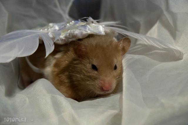 hamster bride