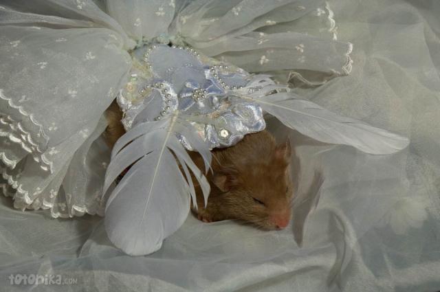 hamster bride